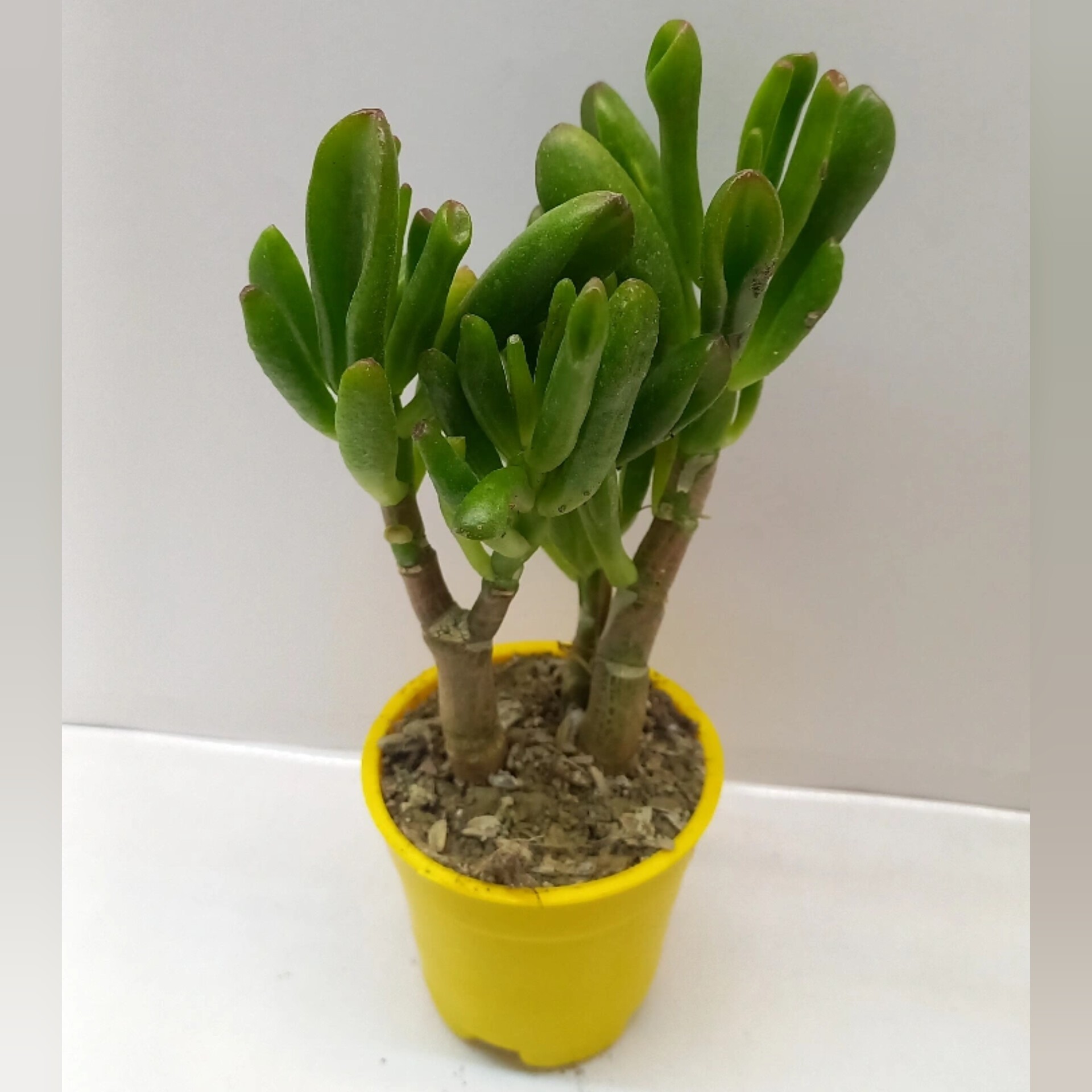 گیاه ساکولنت سم اسبی گلدان سایز 6