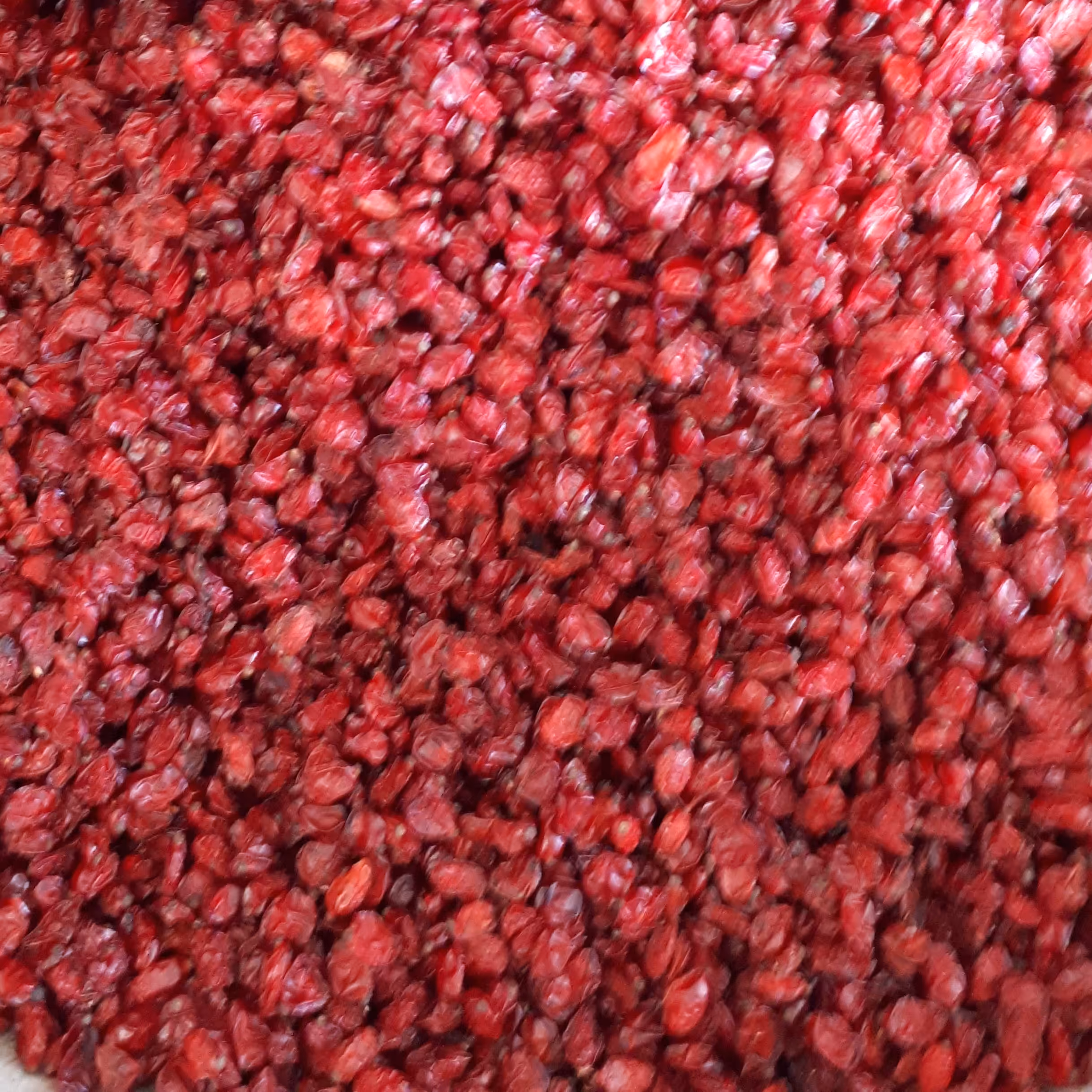 زرشک دانه امسالی یک کیلوگرمی قاینات