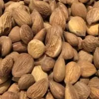 هسته زردالو خام 1000گرم (تلخ دارد)