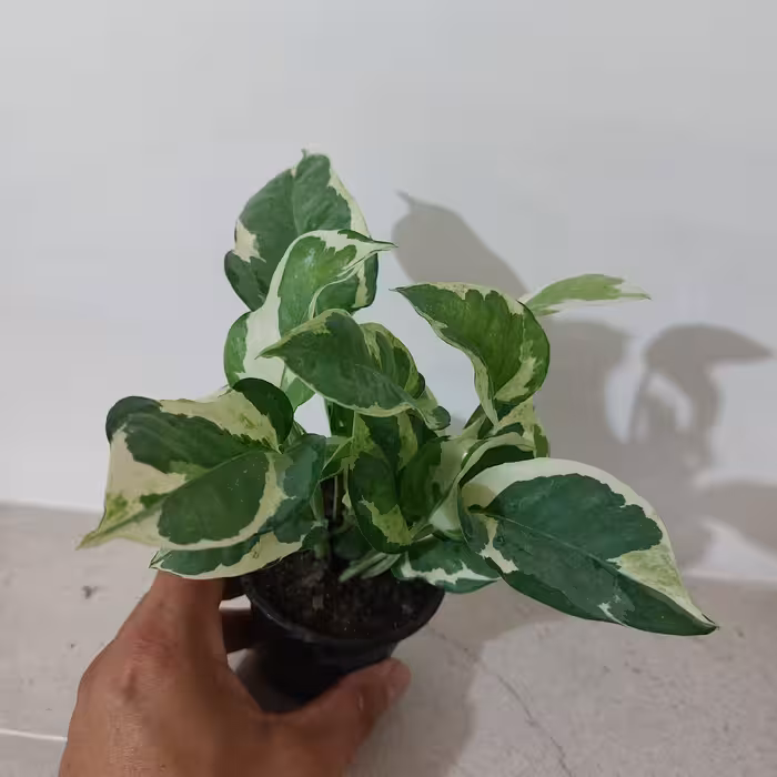 گل و گیاه آپارتمانی پتوس ارتشی سایز نشایی گلدان سایز 8 ریشه پر