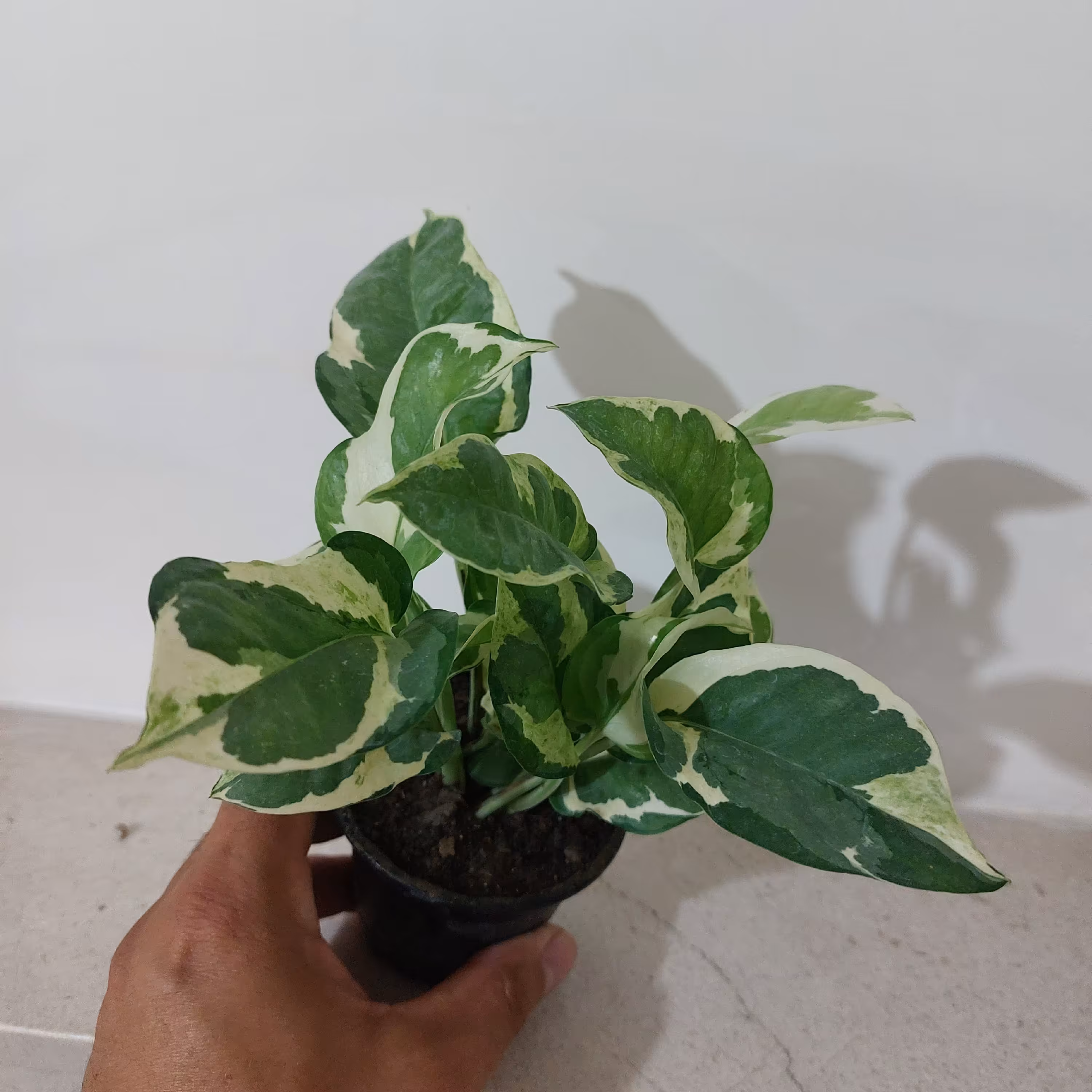 گل و گیاه آپارتمانی پتوس ارتشی سایز نشایی گلدان سایز 8 ریشه پر