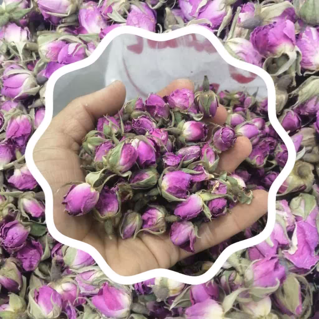 غنچه ی گل محمدی  تازه و امسالی  بسیار معطر و خوشبو