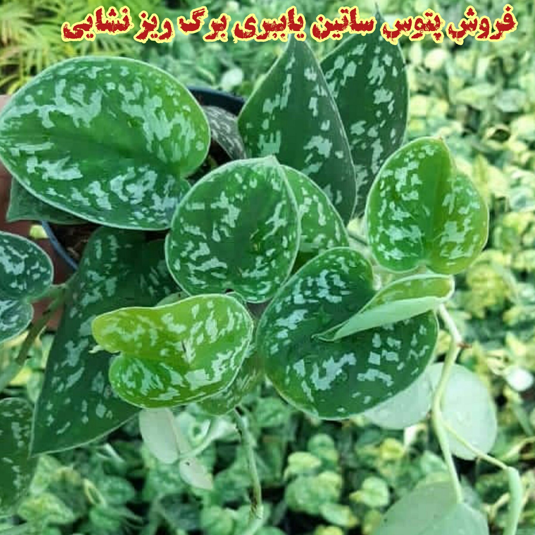 پتوس ساتین برگ ریز
