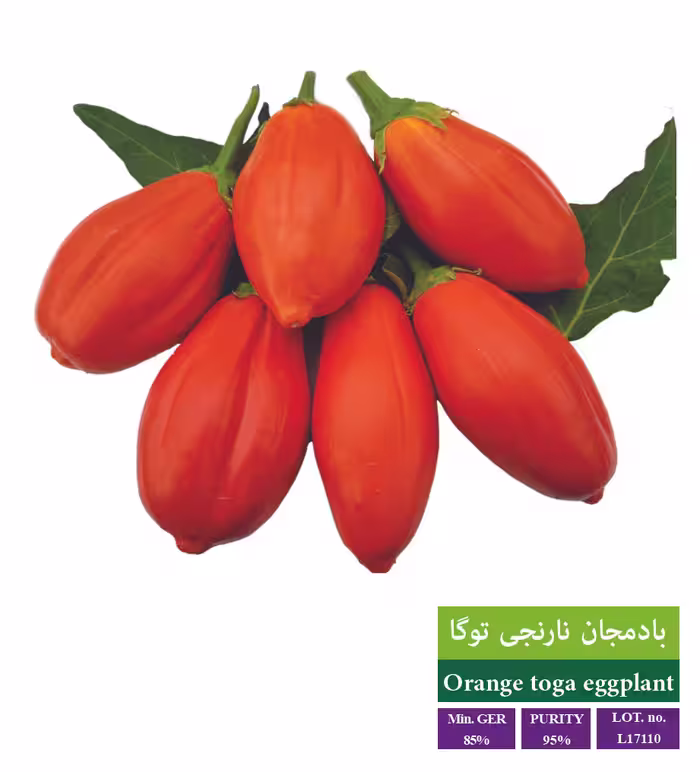 بذر بادمجان نارنجی - بذر طلایی رویان