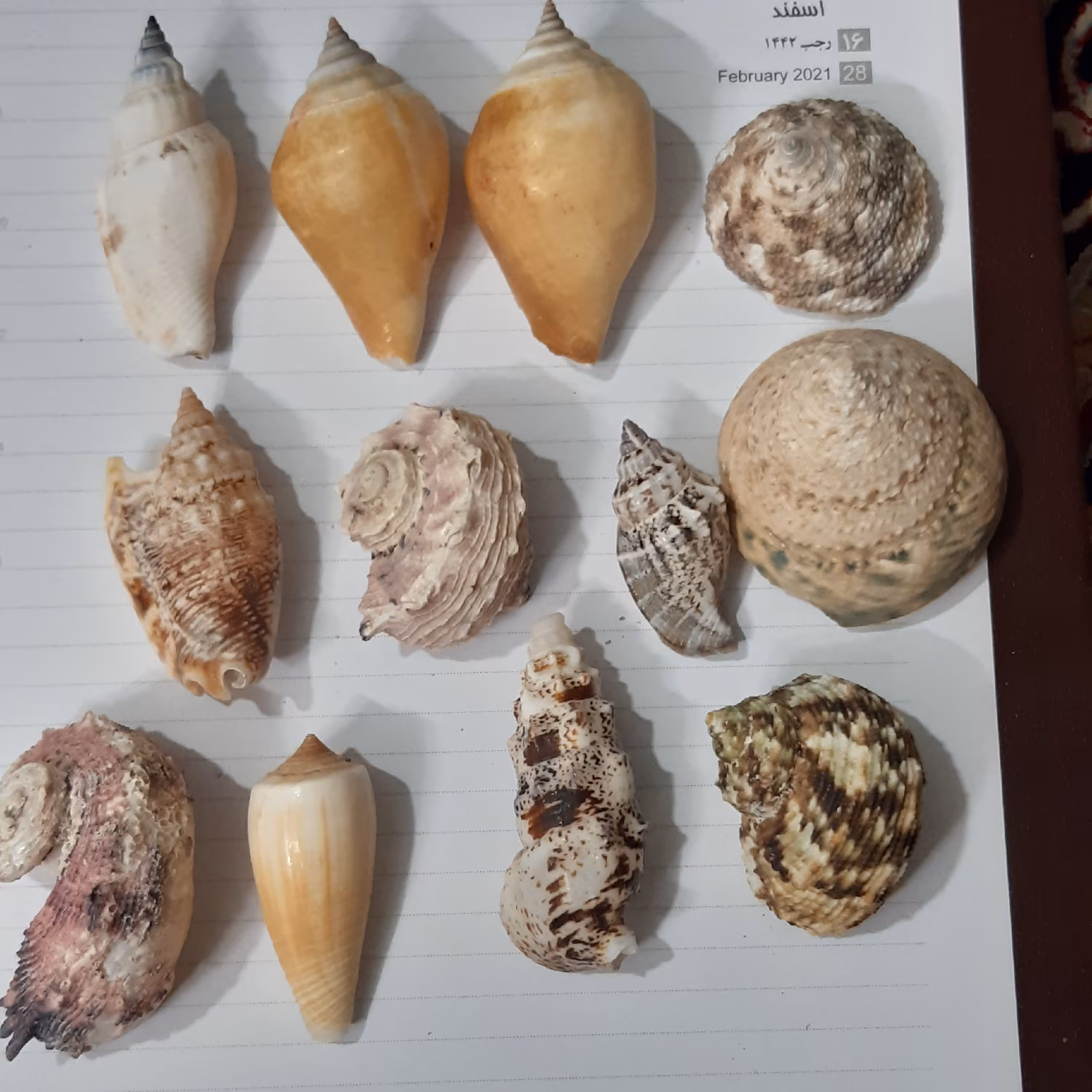 صدف های مختلف 2