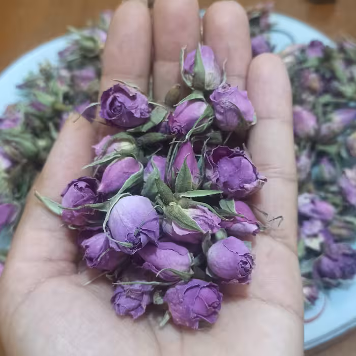 غنچه گل محمدی