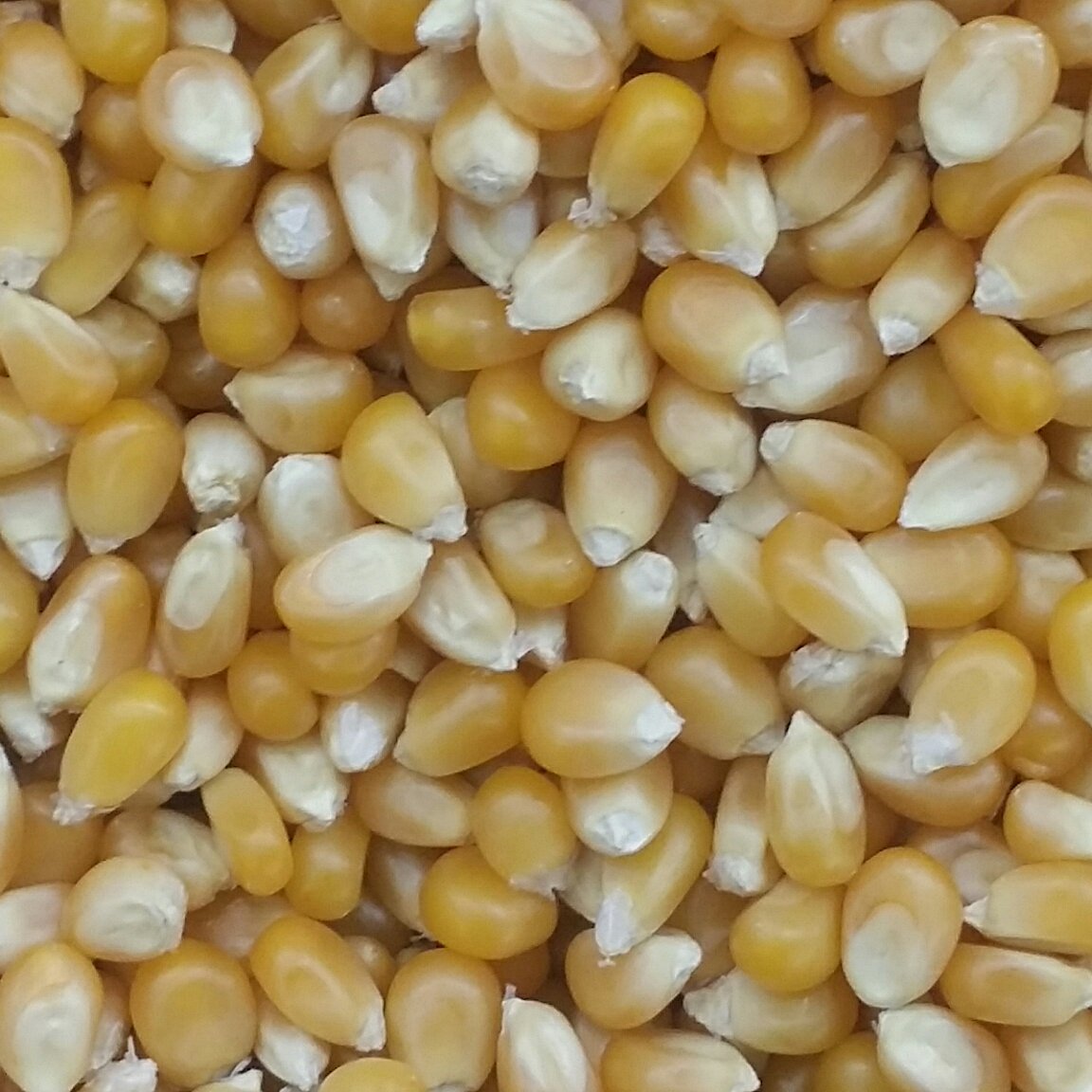 ذرت دانه 500 گرمی تینابار