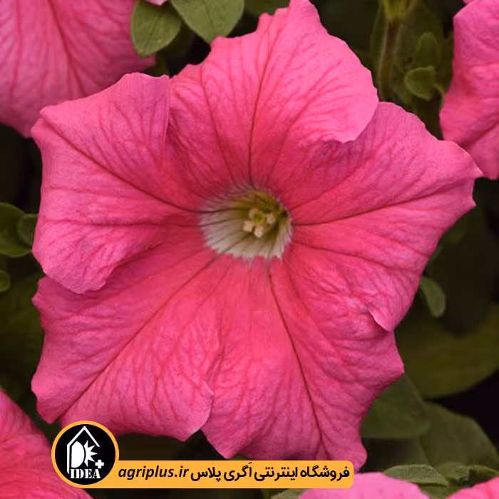 بذر گل اطلسی Supercascade پن امریکن