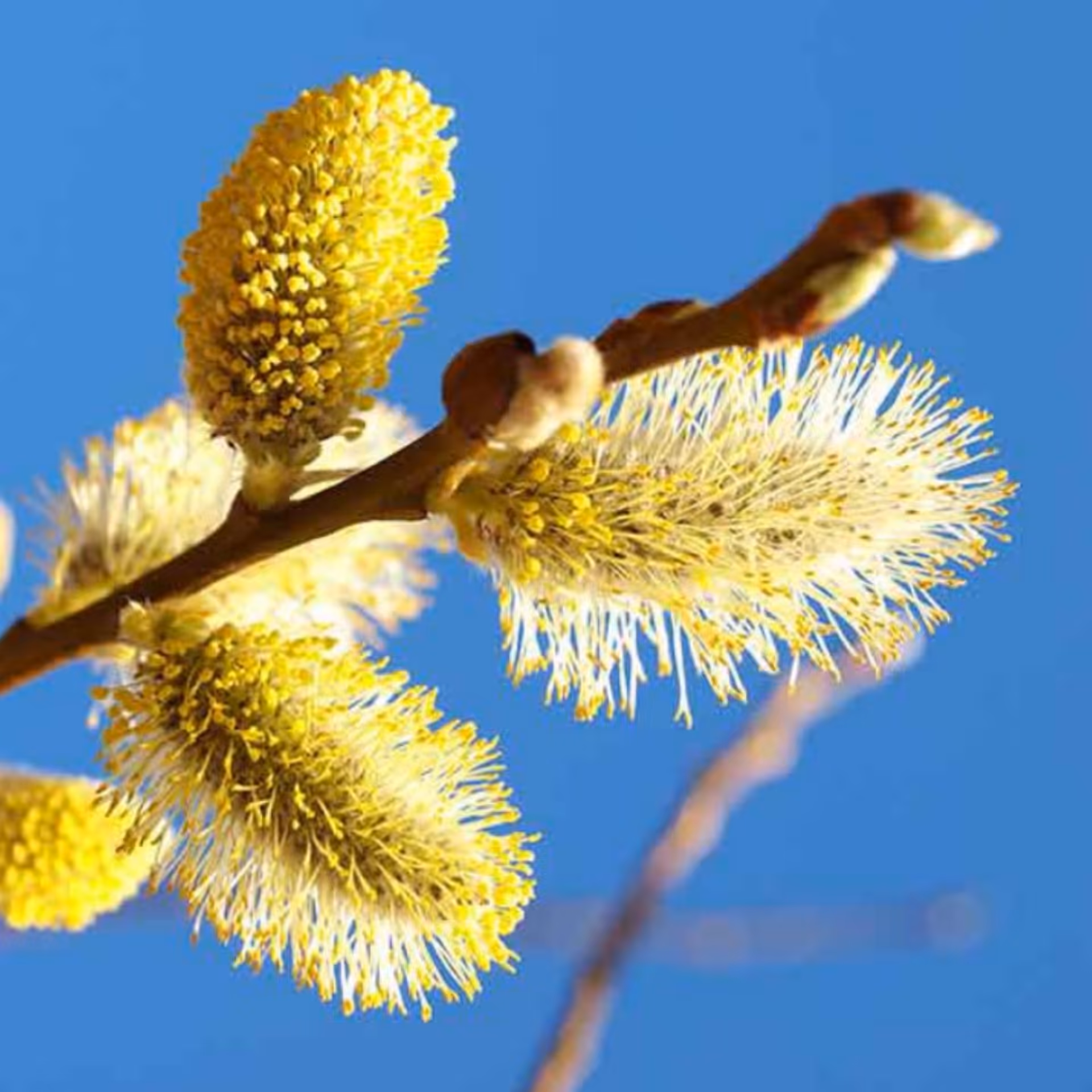 گل بید مشک 50 گرم 