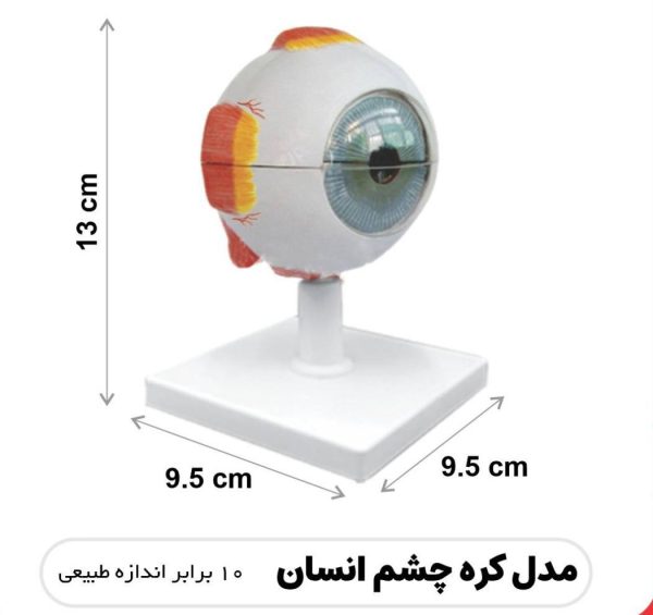 مولاژ کره چشم انسان
