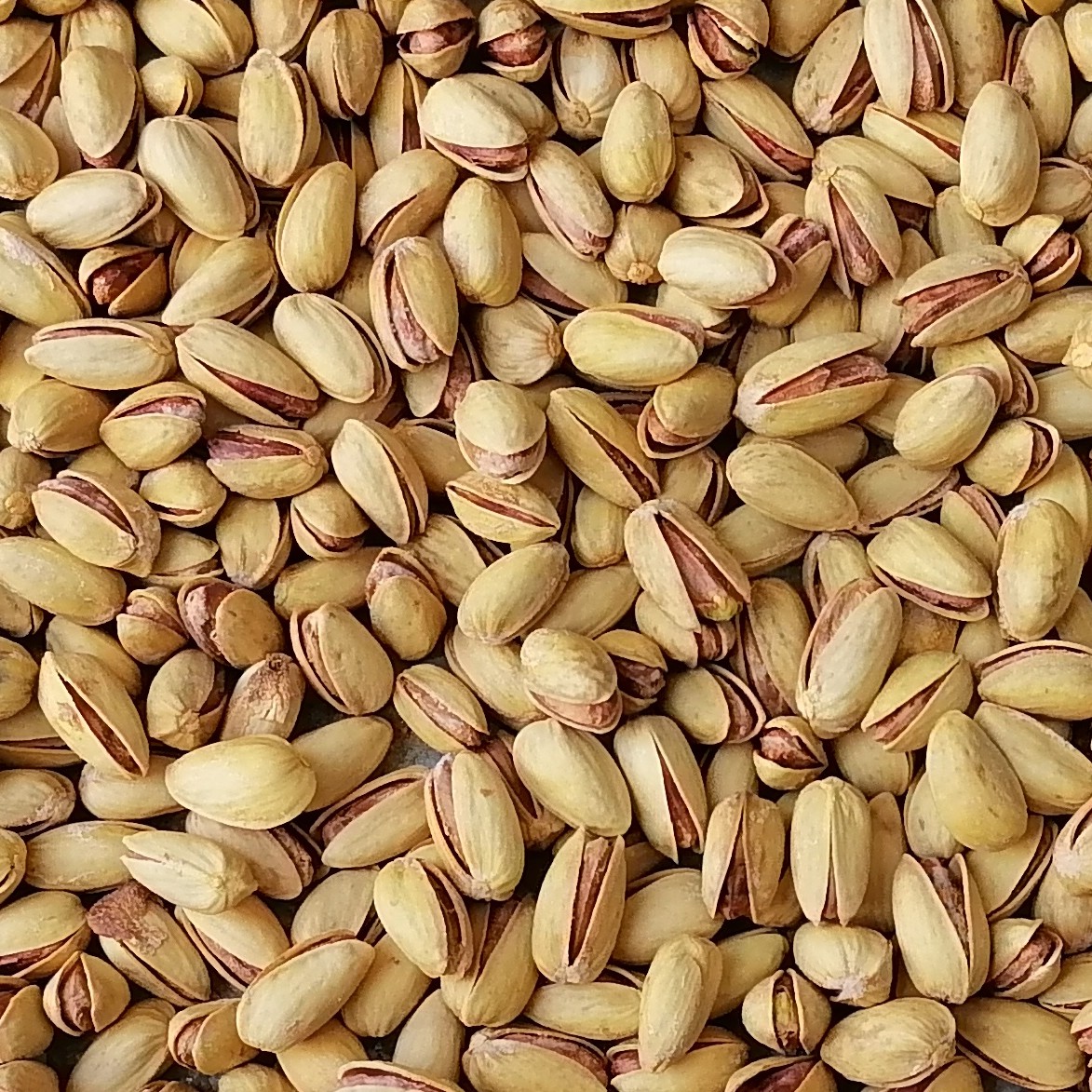 پسته اکبری دستچین اعلا شور (زعفرانی)1000گرمی