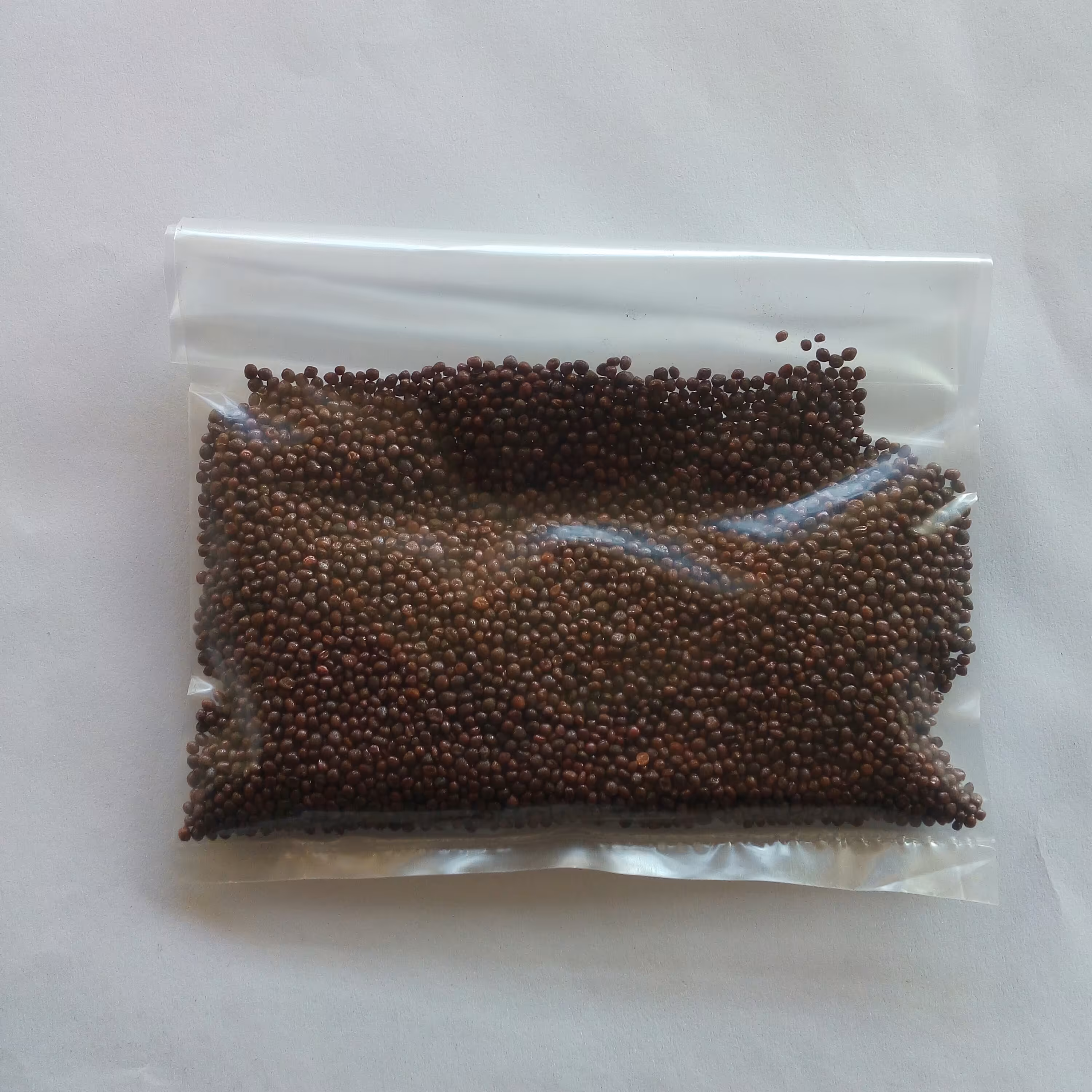 بذر قمری قرمز ایتالیایی ( 10 گرم )