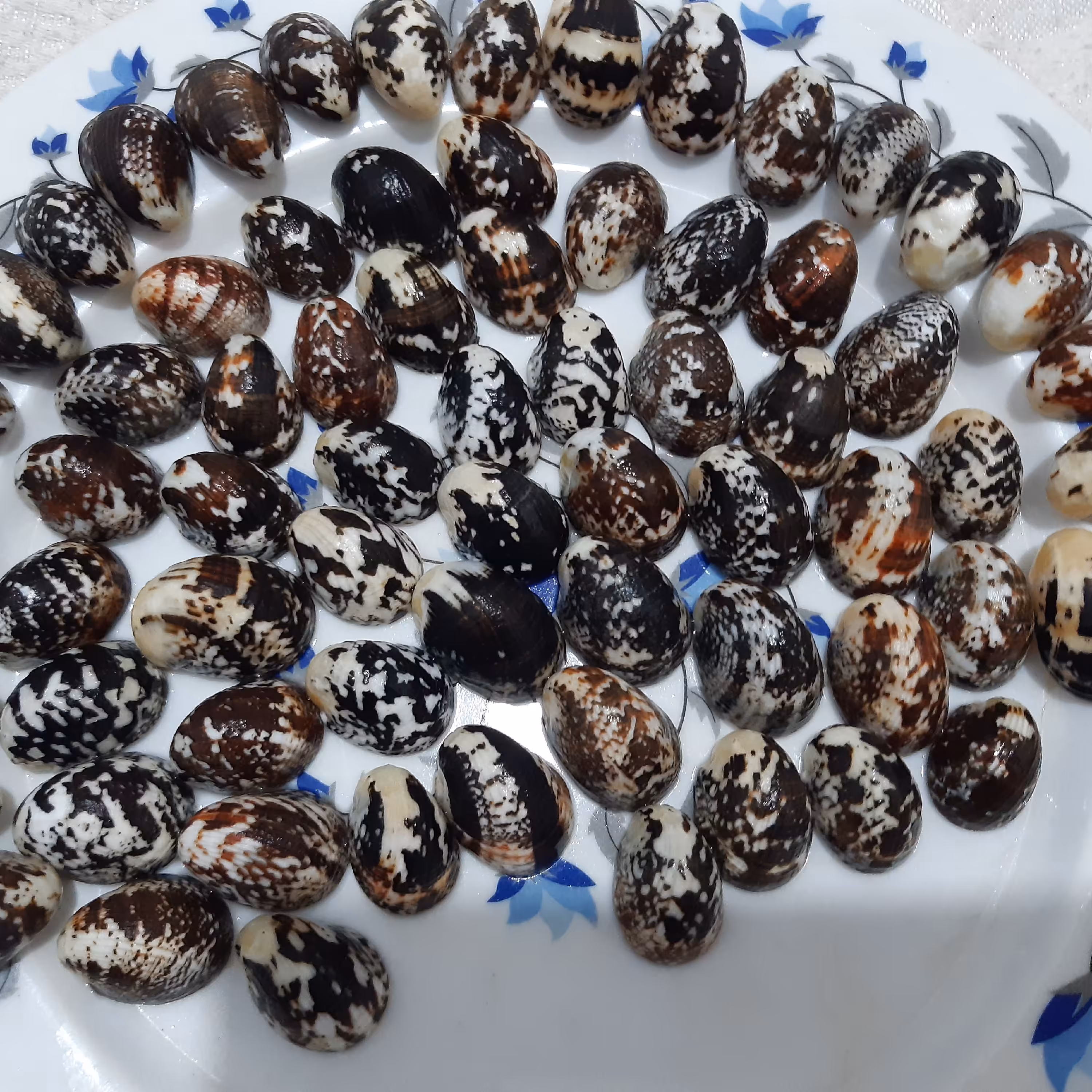  صدف لومبا رنگی درجه 1