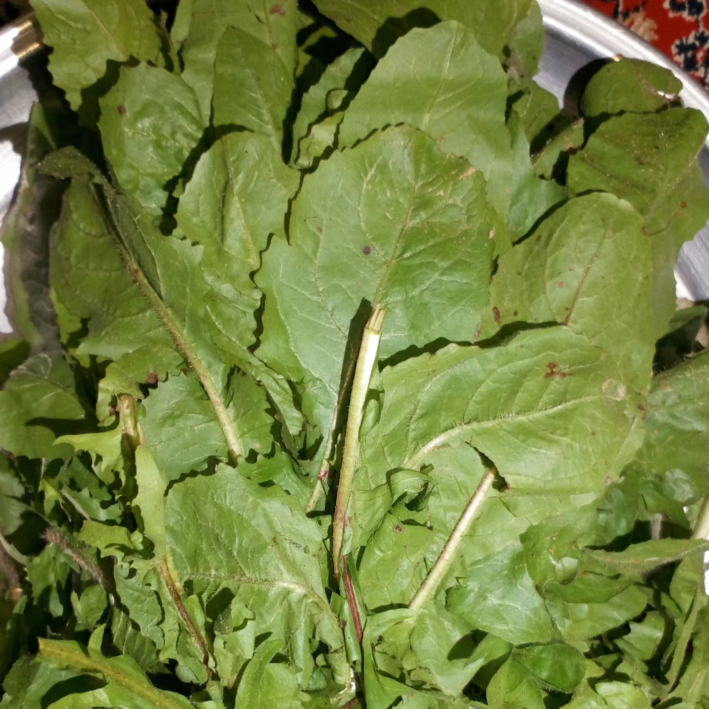 بذر کاسنی نام خوزستانی هندبه اعلاء بسته 250 گرمی