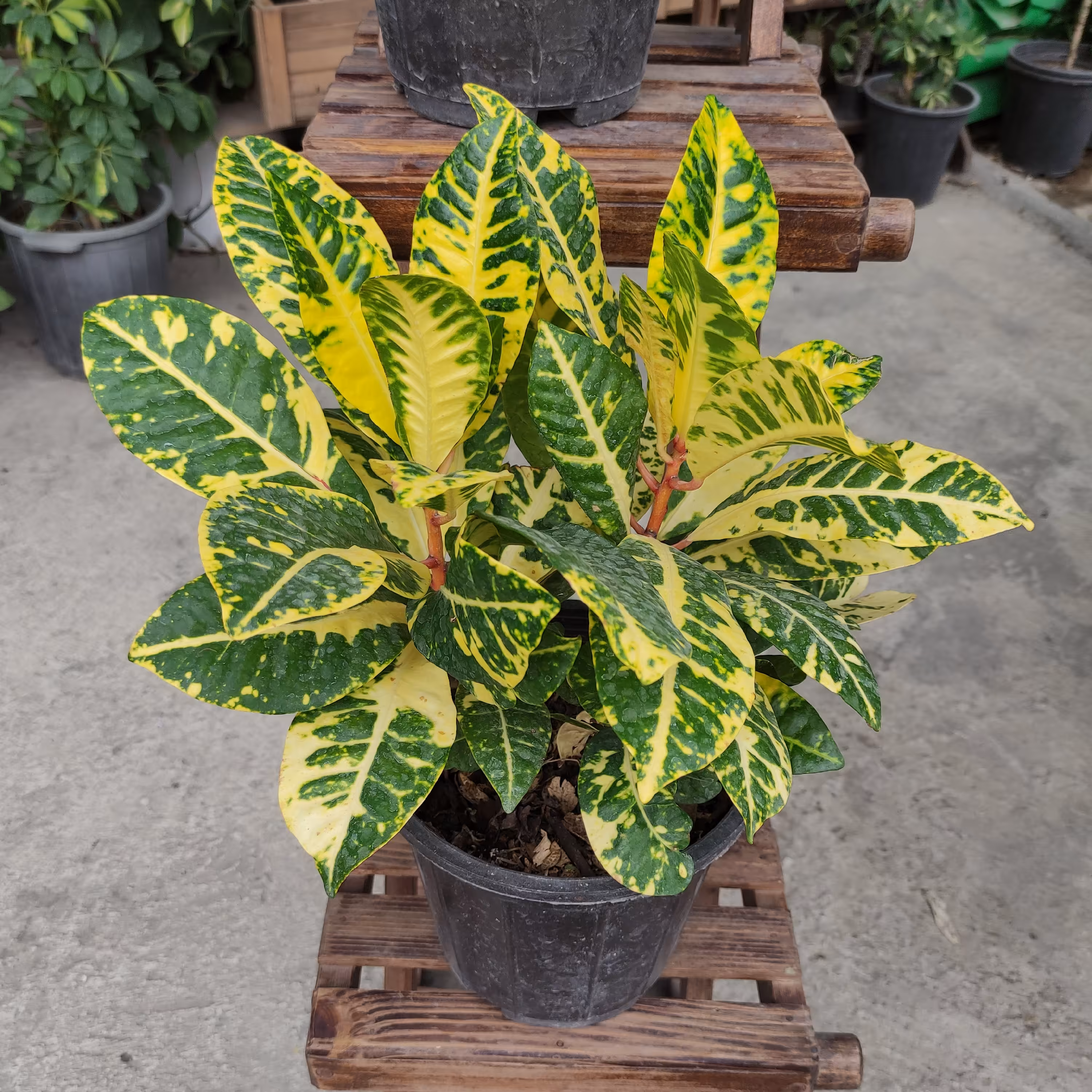 کروتون طلایی گیاه آپارتمانی نور دوست از انواع کروتون ها سایز متوسط