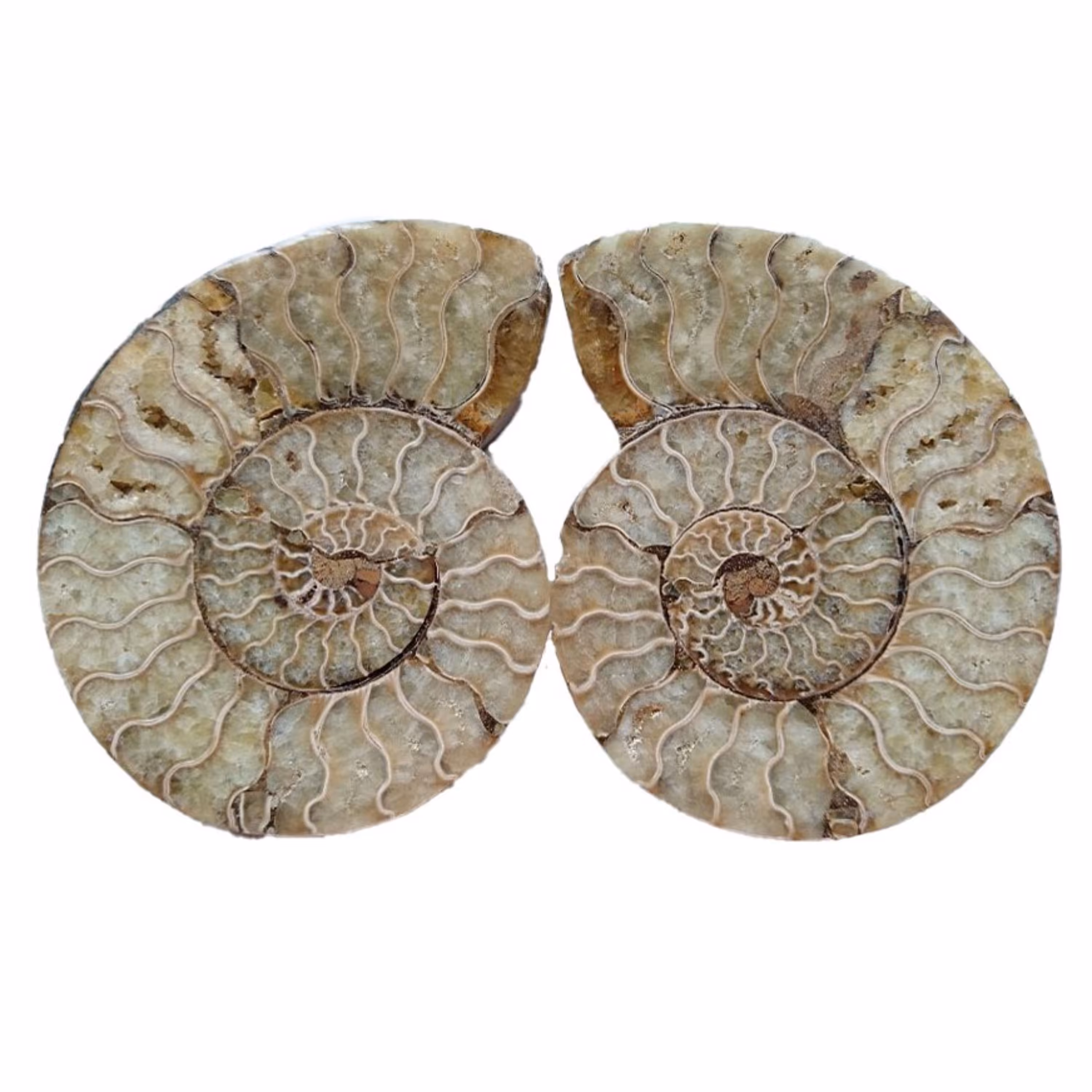 یک جفت اسلایس فسیل آمونیت ماداگاسکار طبیعی (Cleoniceras Ammonite) (3)