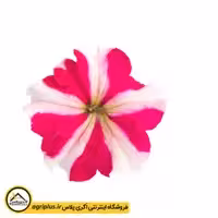 بذر گل اطلسی سری Success 360 بیناری