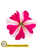 بذر گل اطلسی سری Success 360 بیناری