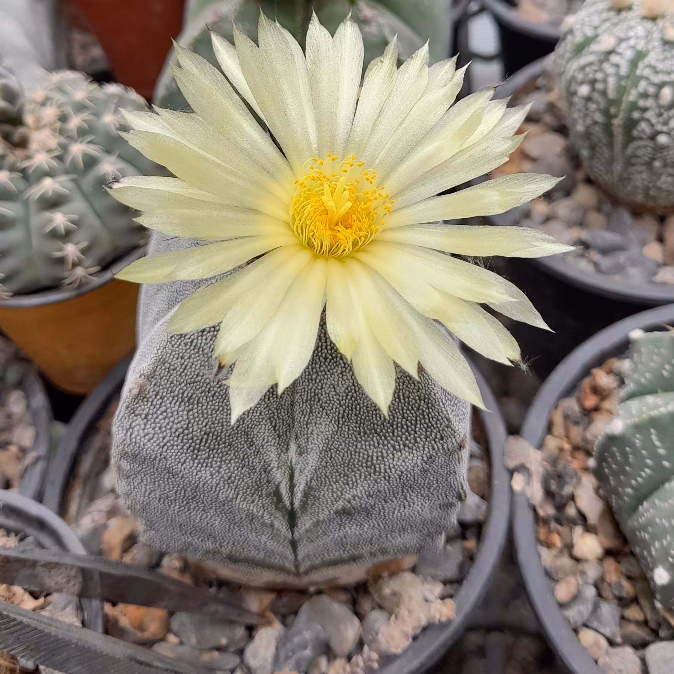 آستروفیتوم (سایز گلدون 10)