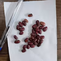 لوبیا قرمز ایرانی 400 گرمی