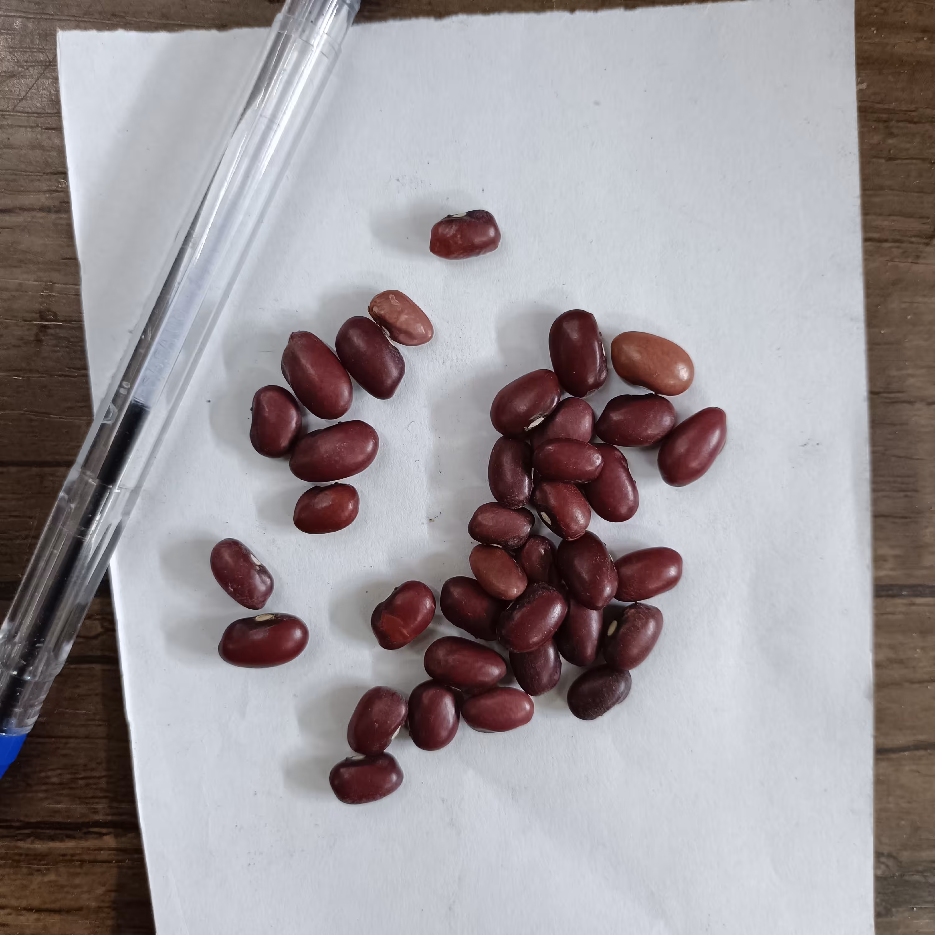 لوبیا قرمز ایرانی 400 گرمی