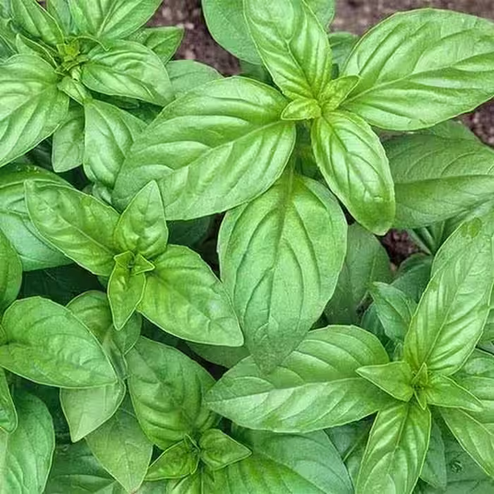 بذر ریحان سبز یک بسته 