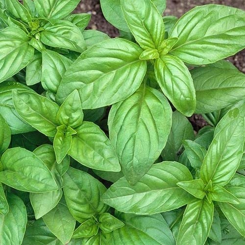 بذر ریحان سبز یک بسته