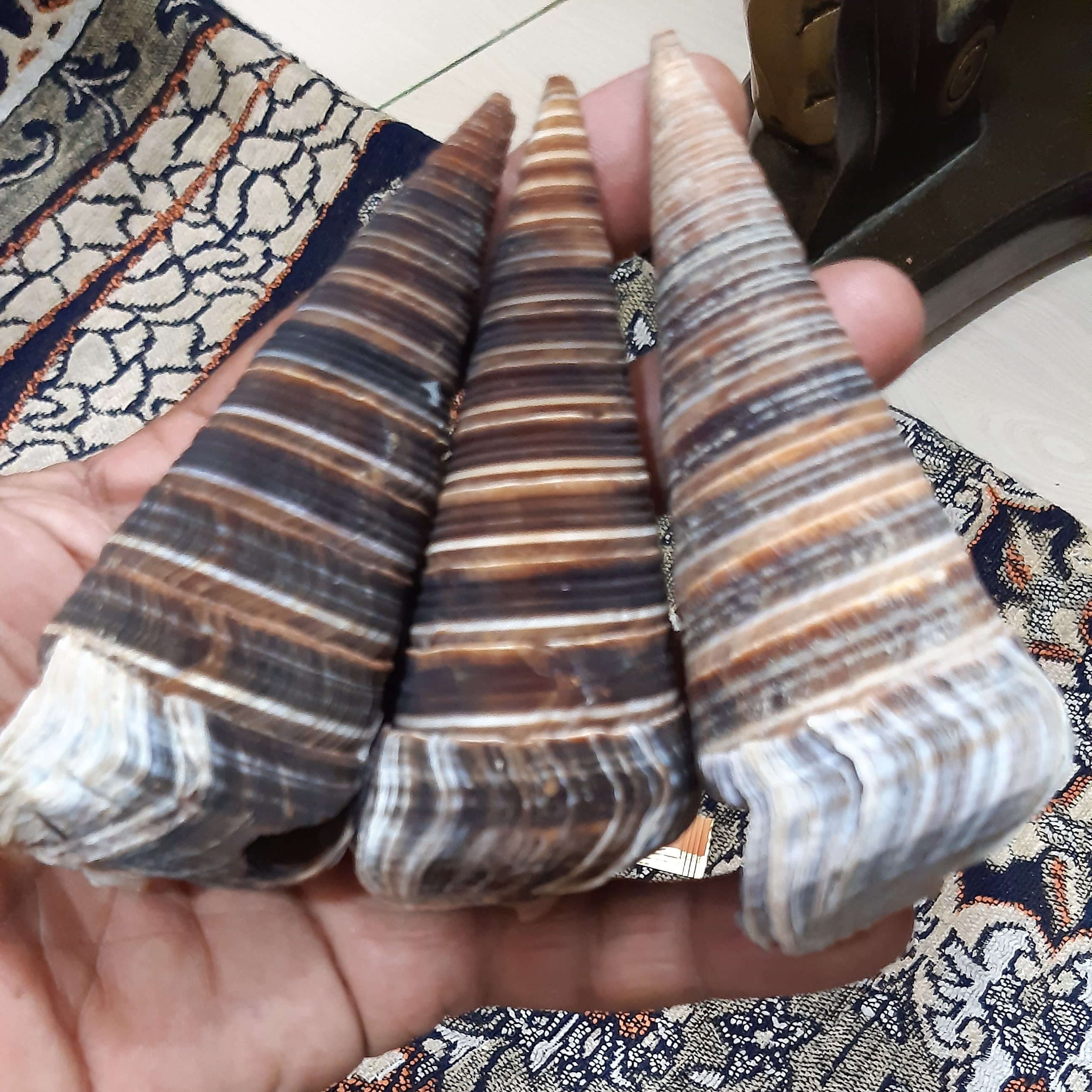 صدف مالوک یا کله قندی