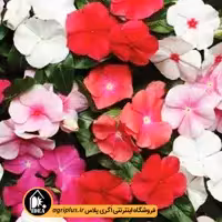 بذر گل پریوش آویز پاسیفیکا (Pacifica) پن امریکن