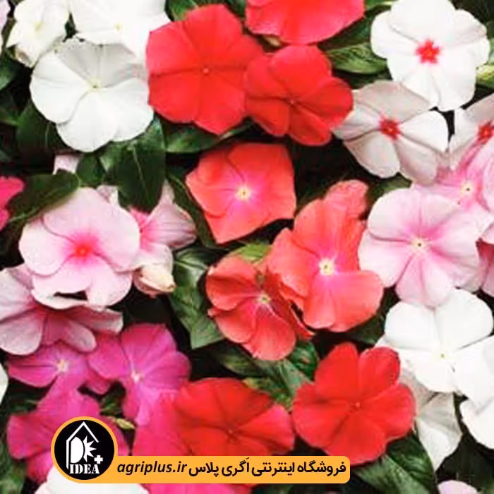 بذر گل پریوش آویز پاسیفیکا (Pacifica) پن امریکن