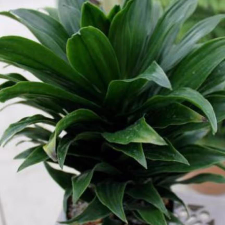 گیاه کامپکت سالم سرحال قطردهنه 15الی 20سانت قدگل از سطح خاک سی تاچهل سانت سایز گلدون14