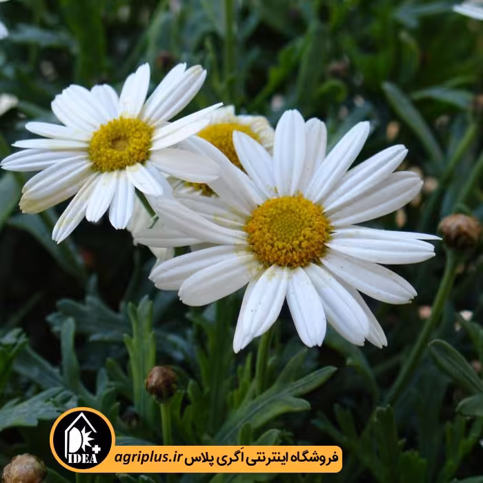 بذر گل مارگریت