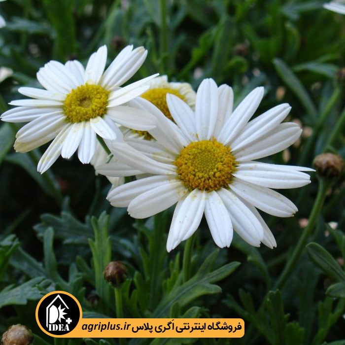 بذر گل مارگریت