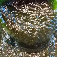 رب کیوی  محلی،خوش طعم،عطر و رنگ طبیعی مخصوص انواع کبابها و چاشنی مناسب(500 گرمی)