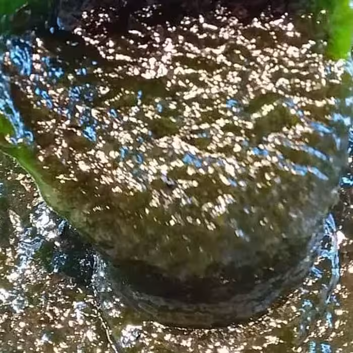 رب کیوی  محلی،خوش طعم،عطر و رنگ طبیعی مخصوص انواع کبابها و چاشنی مناسب(500 گرمی)