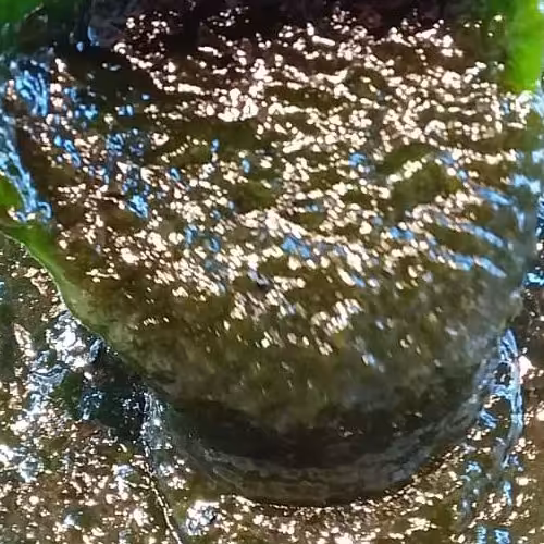 رب کیوی  محلی،خوش طعم،عطر و رنگ طبیعی مخصوص انواع کبابها و چاشنی مناسب(500 گرمی)