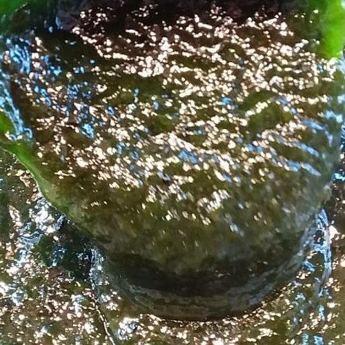 رب کیوی  محلی،خوش طعم،عطر و رنگ طبیعی مخصوص انواع کبابها و چاشنی مناسب(500 گرمی)