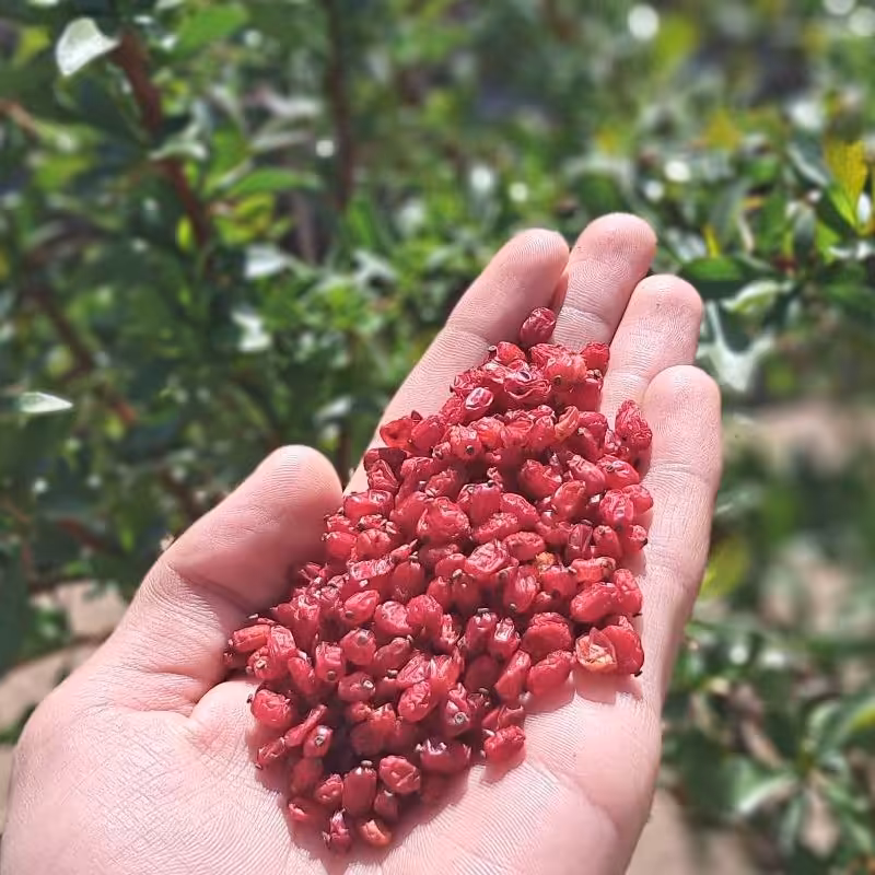 زرشک  دانه اناری تازه قاینات زرشک بی دانه