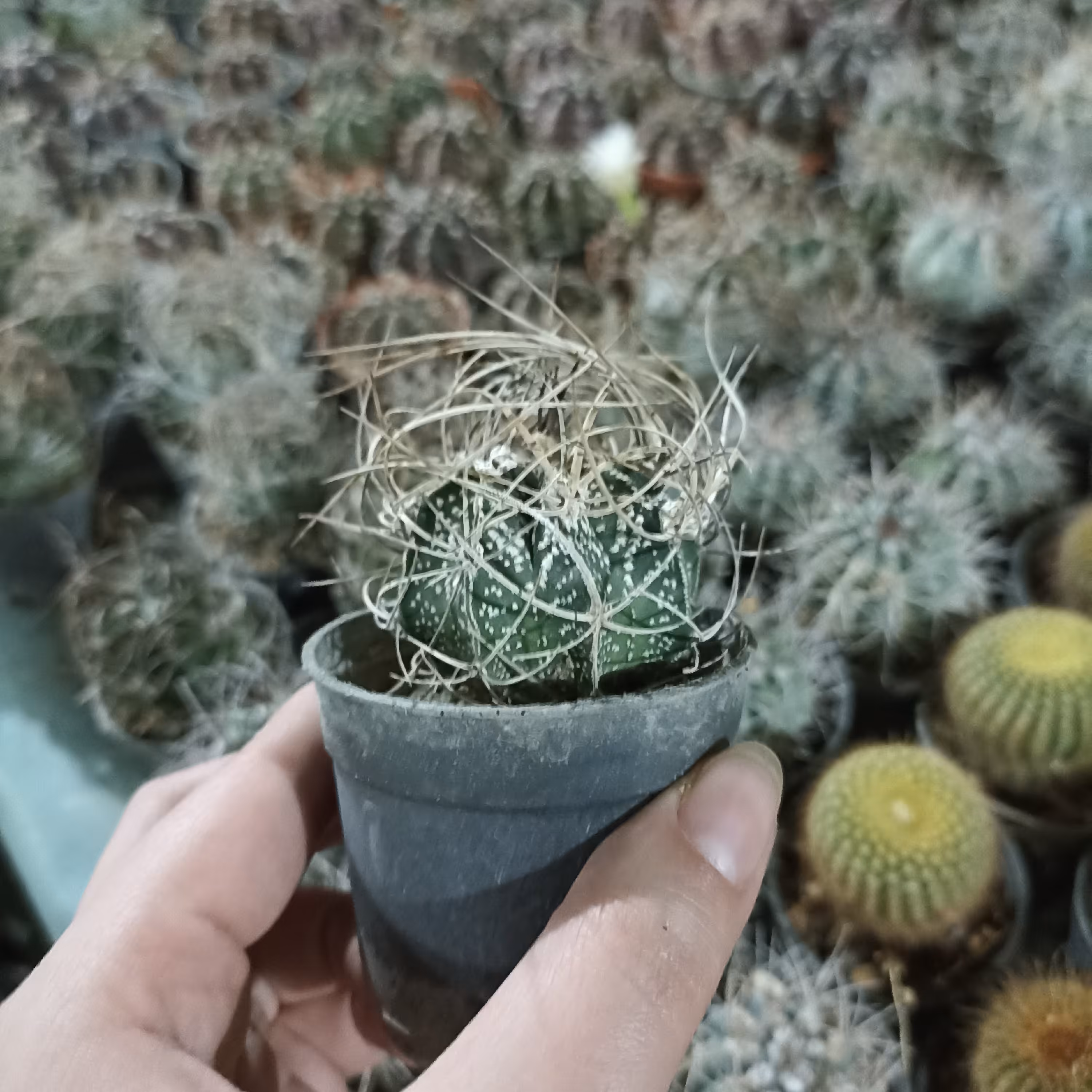 کاپریکورن(پس کرایه)