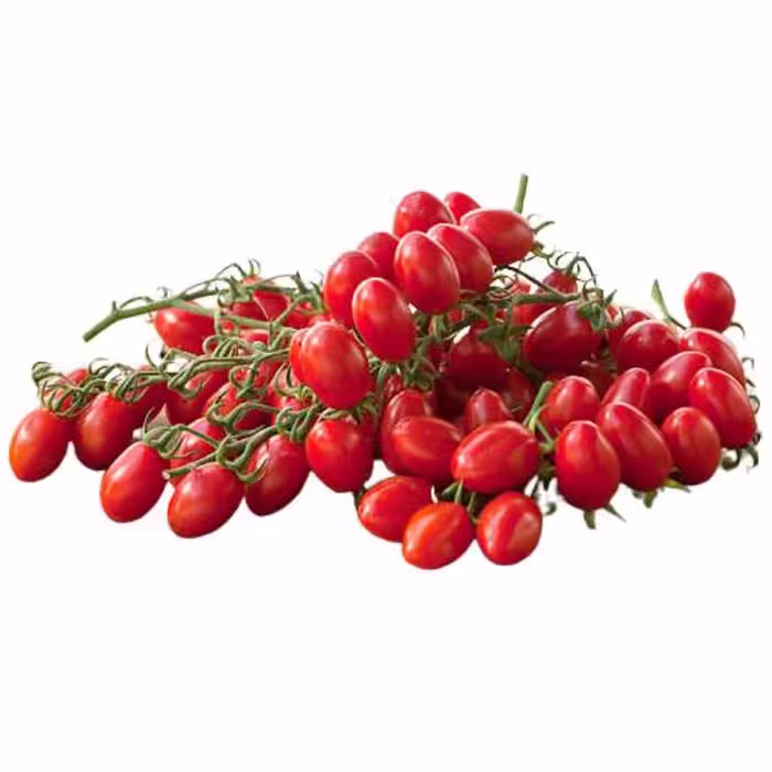 بذر گوجه گیلاسی قرمز فیاسچتو 20 عددی