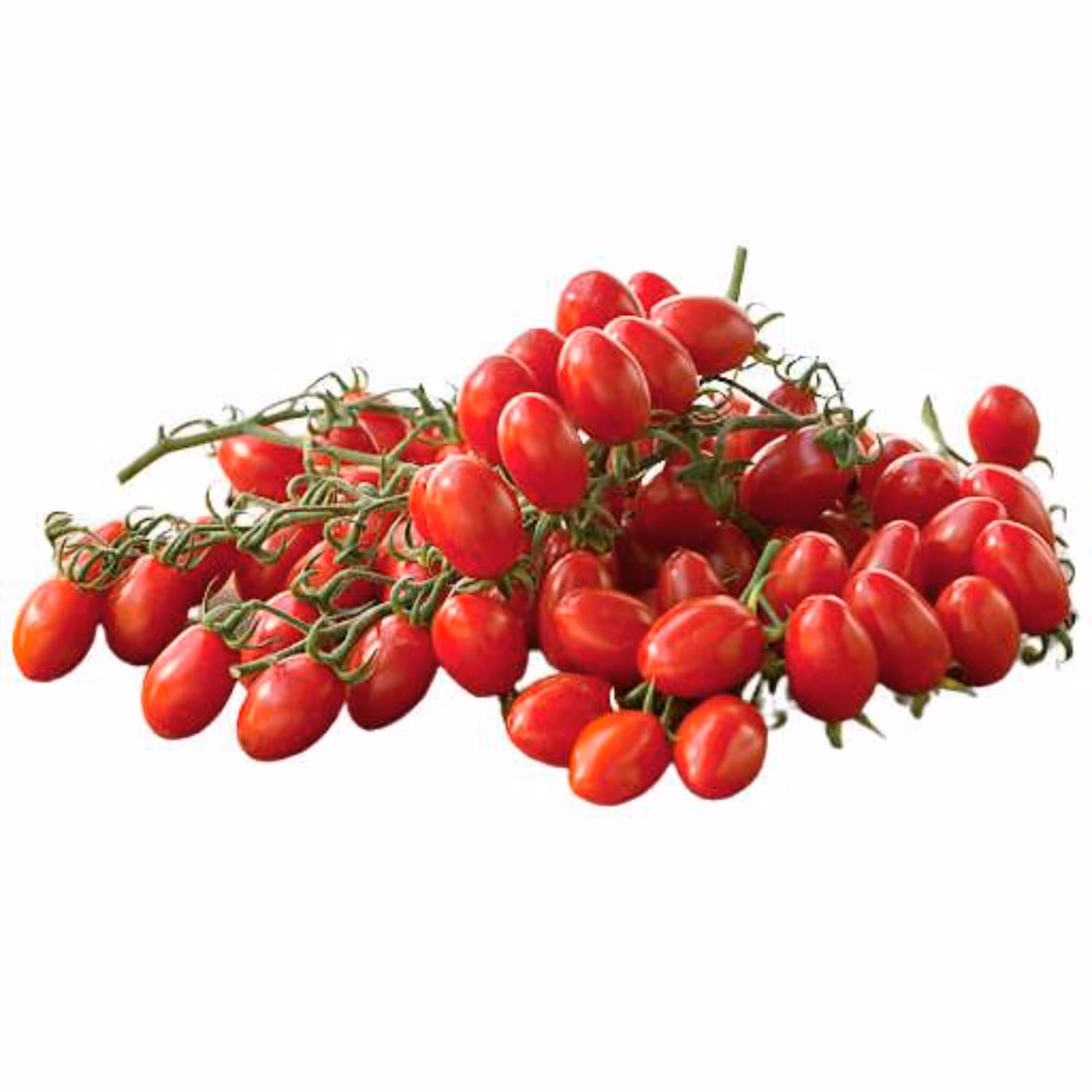 بذر گوجه گیلاسی قرمز فیاسچتو 20 عددی