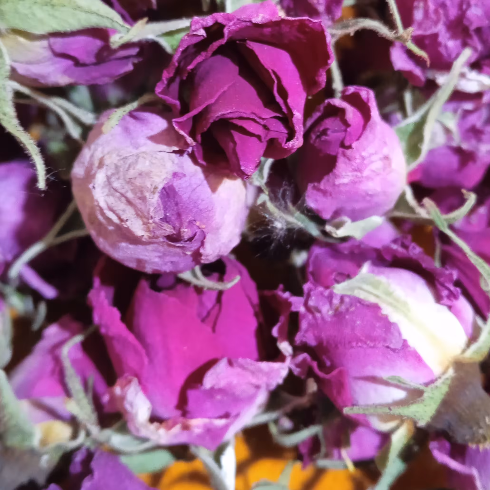 گل  وغنچه محمدی تازه 