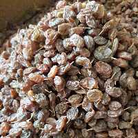 کشمش تازه طبیعی و ارگانیک ملایر
