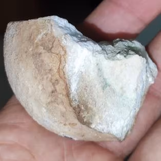 فسیل تخم خزنده