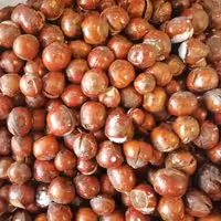 فندق با پوست شور نیم کیلویی