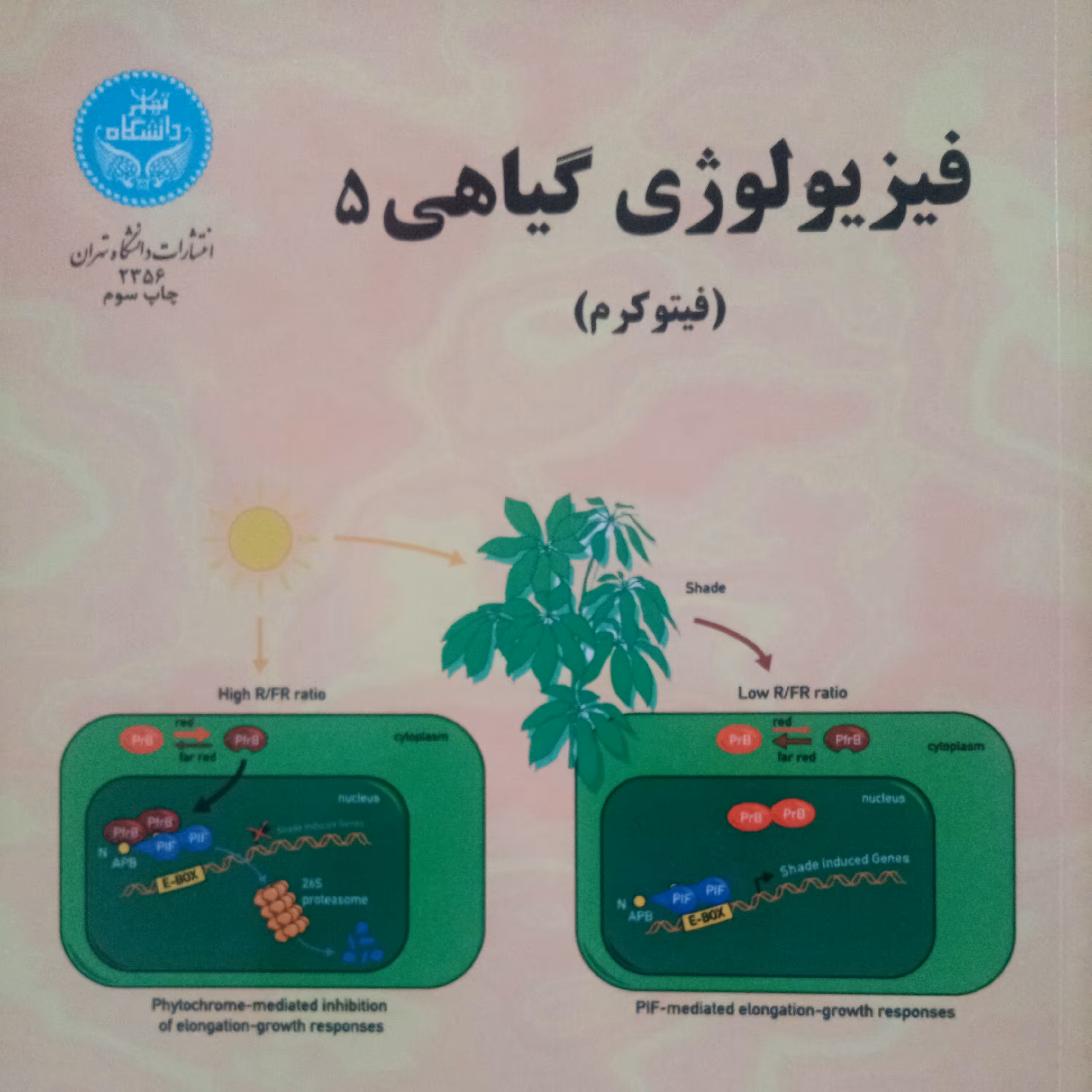 فیزیولوژی گیاهی مبحث فیتوکرم