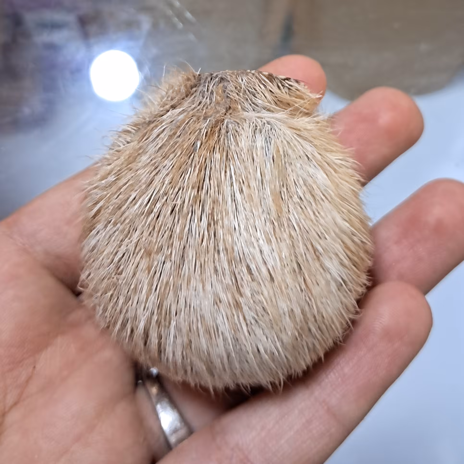 مشک یا ناف آهو اصلی