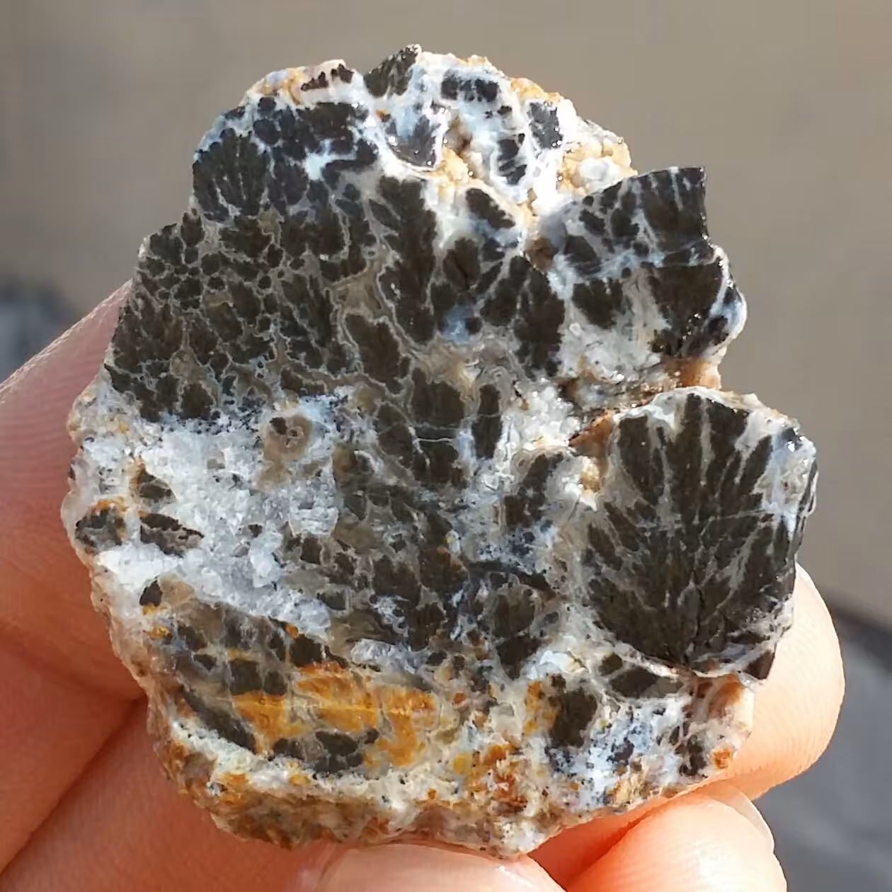 اسلایس سنگ راف حبه شجر مشکی کلکسیونی  
 100 در 100 طبیعی  
کد 11657