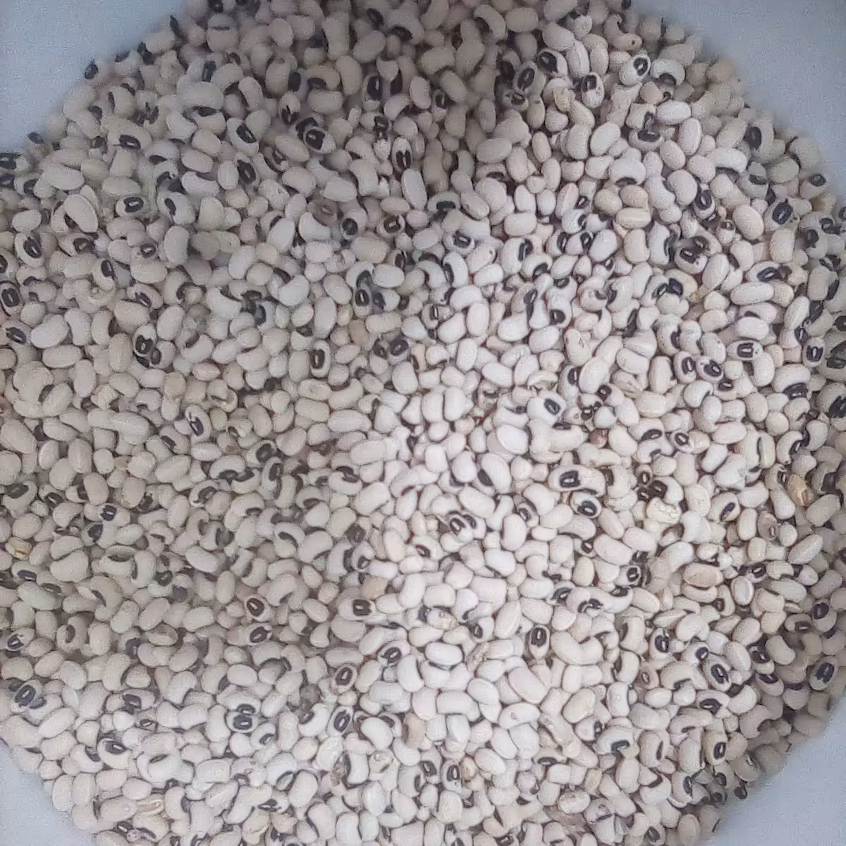 لوبیا چشم بلبلی(1000گرم)