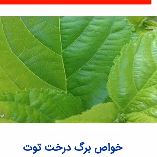 توت تزئینی برگ پهن